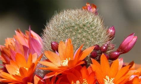 仙人球开花寓意|仙人球花开的寓意与象征（探寻仙人球花的神秘之美）…